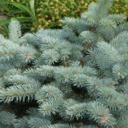 Picea pungens 'Globosa'