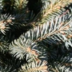 Picea pungens 'Globosa'