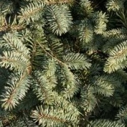 Picea pungens 'Globosa'