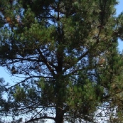 Pinus pinaster 