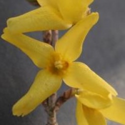 Forsythia koreana 'Kumsun' - Forsythia � feuillage panach�