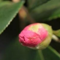 Camellia 'Winter's Fire'