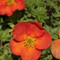 Potentilla fruticosa Red Ace 'Bloace'  - Potentille Red Ace