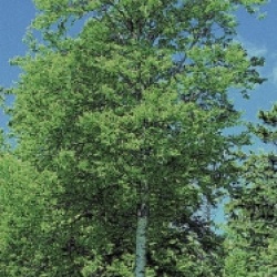 Betula alleghaniensis