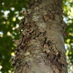 Betula alleghaniensis - Betula alleghaniensis