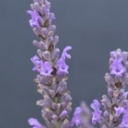 Lavandula x intermedia 'Grosso' - Lavande Grosso
