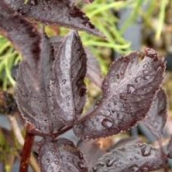 Sambucus nigra f. porphyrophylla 'Thundercloud'
