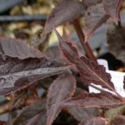 Sambucus nigra f. porphyrophylla 'Thundercloud'