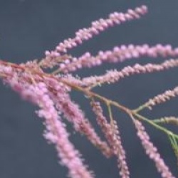 Tamarix ramosissima - Tamaris d'�t�