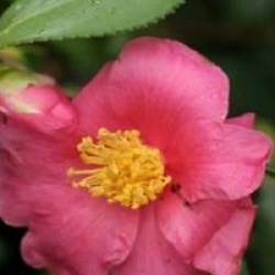 Camellia 'Winter's Fire'