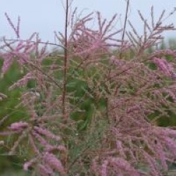 Tamarix ramosissima