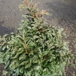 Chamaecyparis pisifera 'Boulevard'