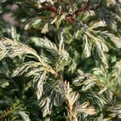 Chamaecyparis pisifera 'Boulevard'