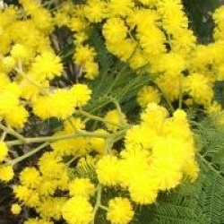 Acacia dealbata 'Gaulois Astier'
