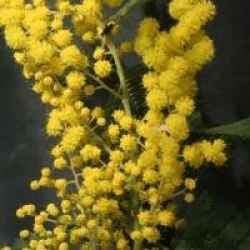 Mimosa Gaulois Astier