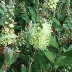Callistemon salignus 