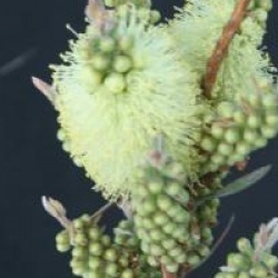 Callistemon salignus 