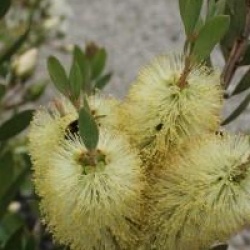 Callistemon salignus 