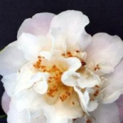 Camellia x lutchuensis 'Scentuous' - Cam�lia champ�tre Scentuous