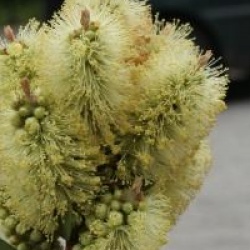 Callistemon salignus 
