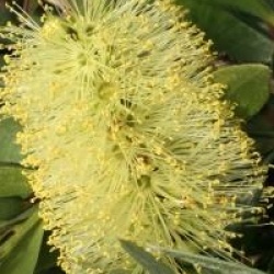 Callistemon salignus 
