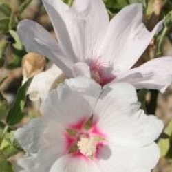 Lavatera x clementii 'Barnsley'