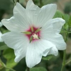 Lavatera x clementii 'Barnsley'