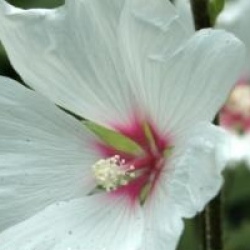 Lavatera x clementii 'Barnsley'