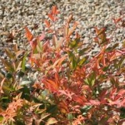 Nandina domestica 'Gulf Stream'