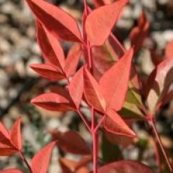 Nandina domestica 'Gulf Stream' - Bambou sacr� Gulf Stream