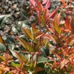 Nandina domestica 'Gulf Stream'