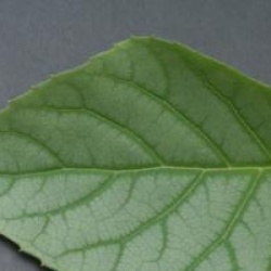 Schizophragma hydrangeoides 'Moonlight'