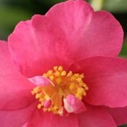 Camellia x vernalis 'Hiryu'