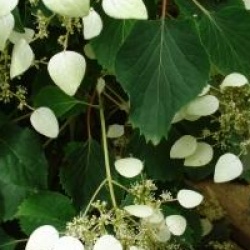 Schizophragma hydrangeoides 'Moonlight'