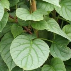 Schizophragma Moonlight