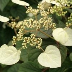 Schizophragma hydrangeoides 'Moonlight'