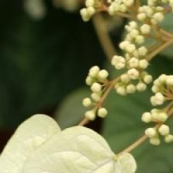 Schizophragma hydrangeoides 'Moonlight'
