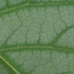 Schizophragma hydrangeoides 'Moonlight'