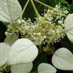 Schizophragma hydrangeoides 'Moonlight'