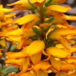 Isoplexis canariensis - Isoplexis des Canaries