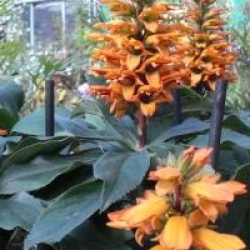 Isoplexis canariensis