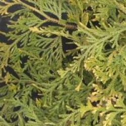 Thujopsis dolobrata 'Variegata'