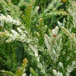 Thujopsis dolobrata 'Variegata' - Thuja du Japon panach�