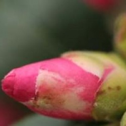 Camellia x vernalis 'Hiryu'