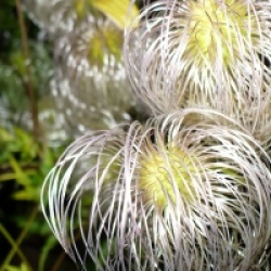 Clematis tangutica