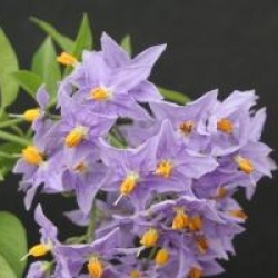 Solanum crispum 'Glasnevin'
