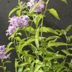 Solanum crispum 'Glasnevin'