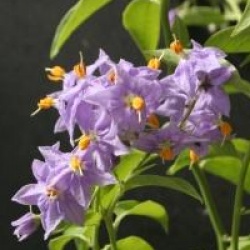 Solanum crispum 'Glasnevin'