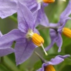 Solanum crispum 'Glasnevin'