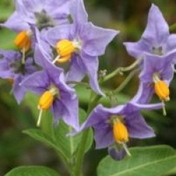 Solanum crispum 'Glasnevin'